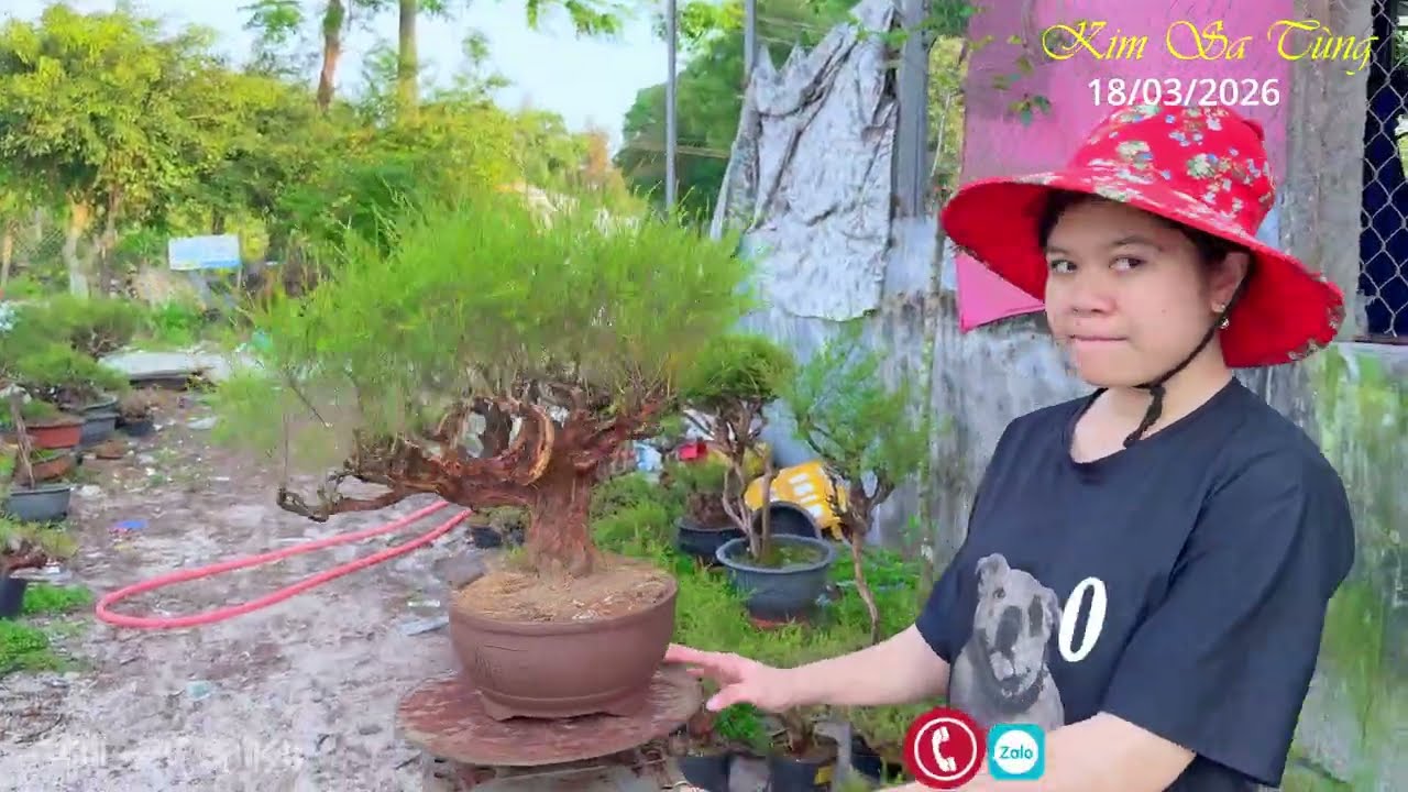 Chào bán nhiều mẫu Kim Sa Tùng bonsai chỉ 460k 1 cặp 18/03/2026