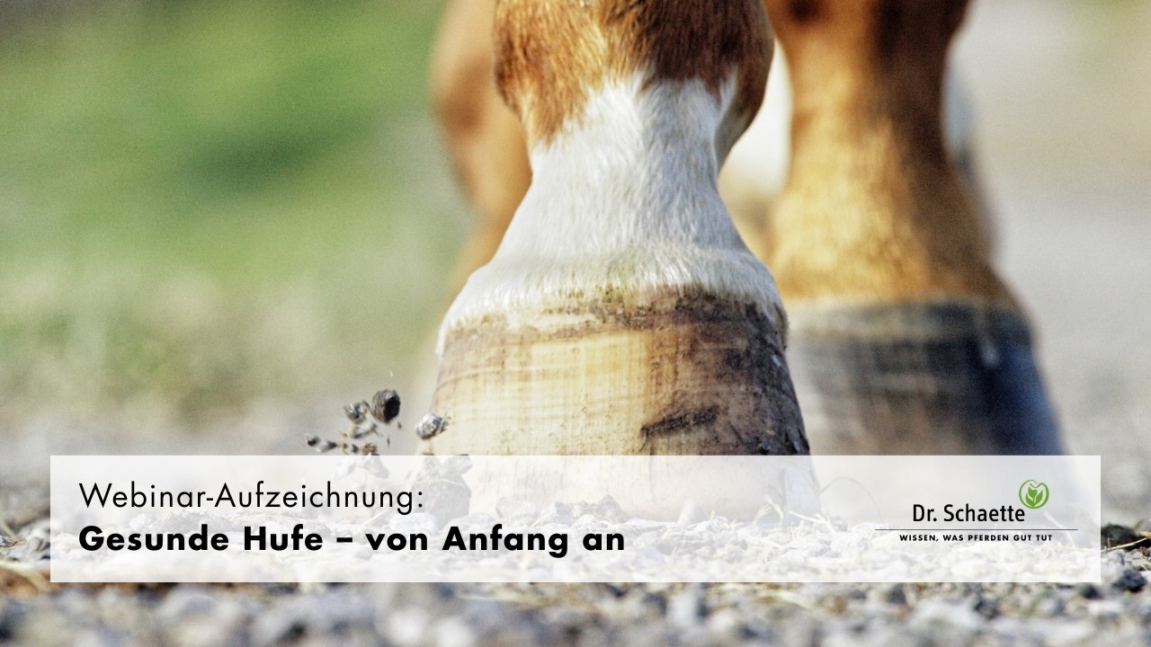 Webinar-Aufzeichnung: Gesunde Hufe – von Anfang an