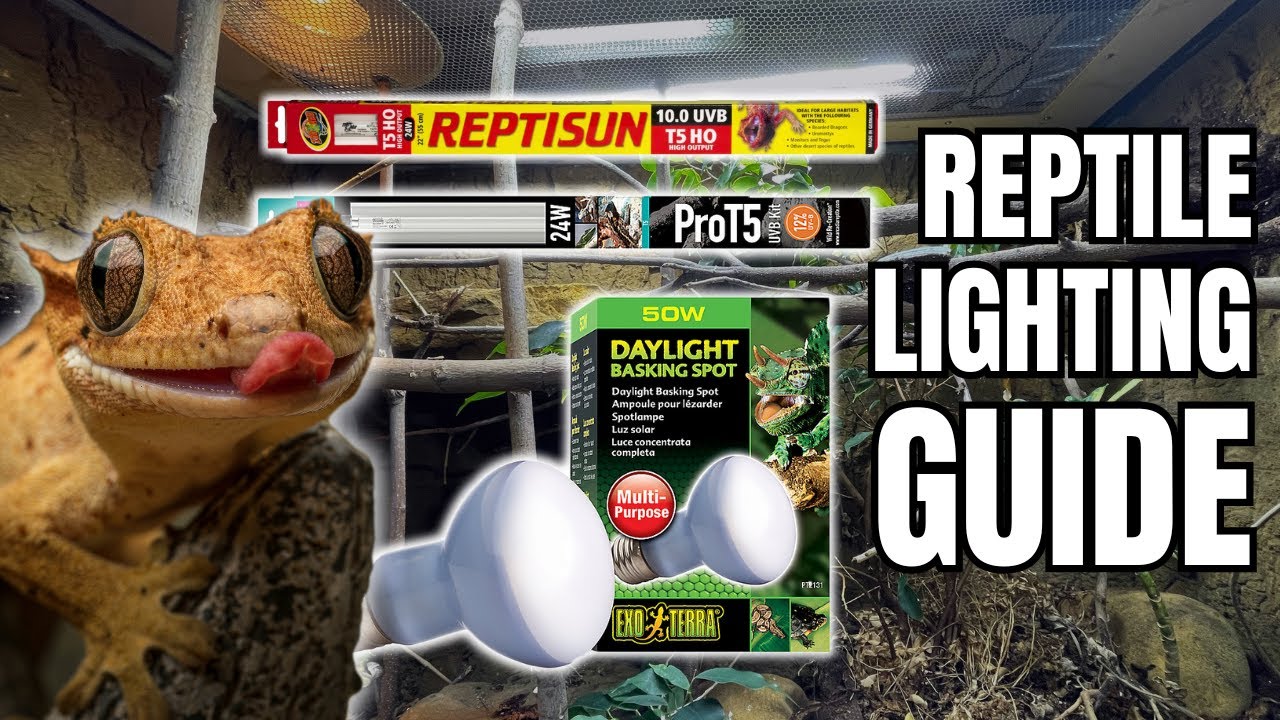 Ultimate Reptile Lighting Guide