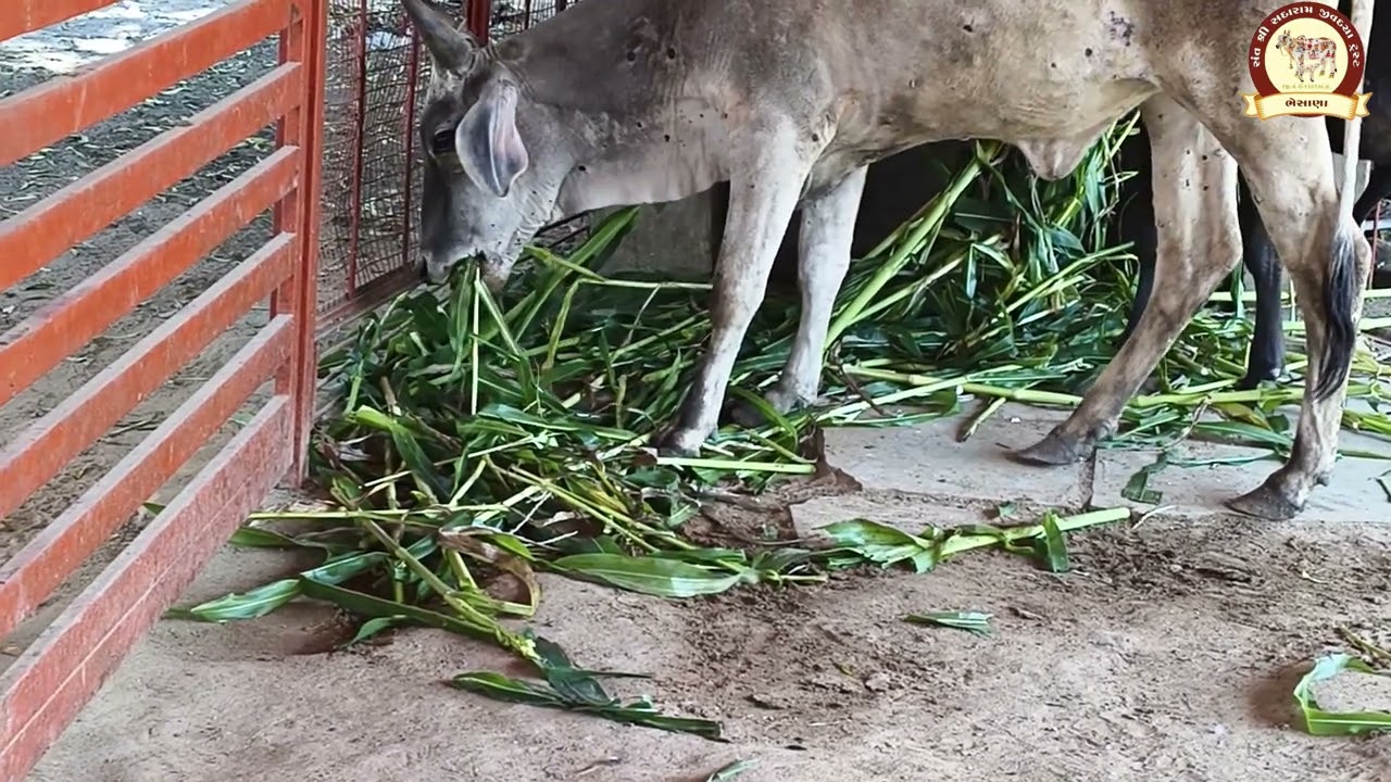 jay gaumata //સંત શ્રી સદારામ જીવદયા ટ્રસ્ટ ભેસાણા