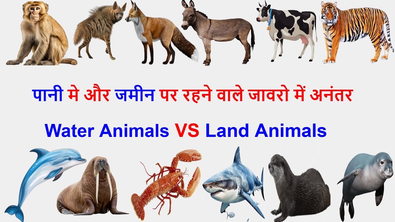 जलचरों और स्थलीय जानवरों की पहचान | Water Animals vs Land Animals With song