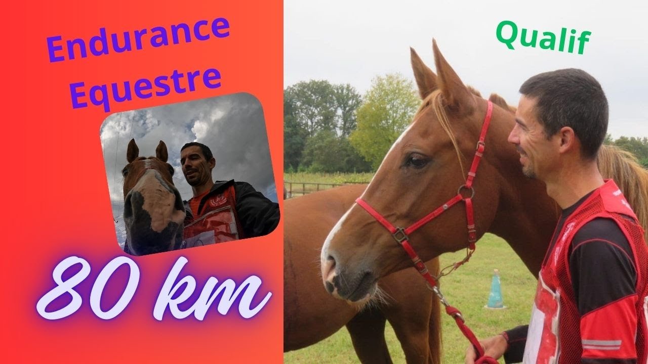 Endurance équestre, Qualification 80km