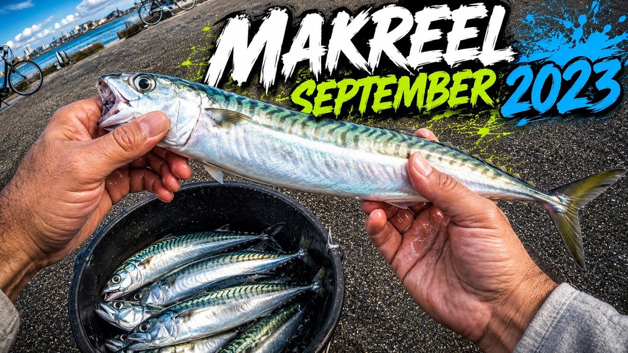 Makreel vissen eind september 2023