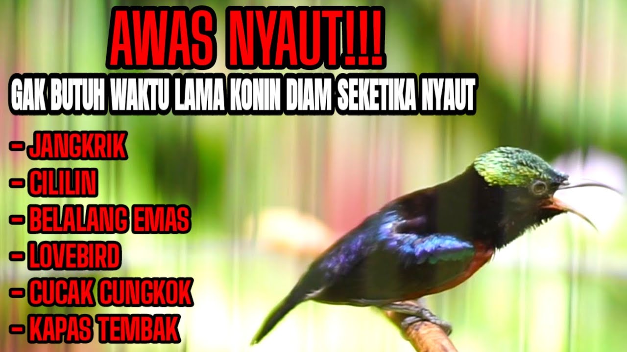 PANCINGAN KONIN GACOR FULL NEMBAK MATERI TONJOLAN MEWAH AMPUH BUAT MASTERAN KOLIBRI NINJA
