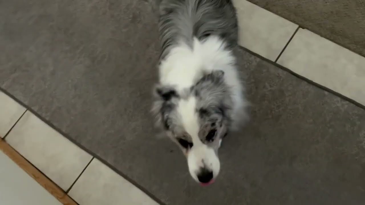 How To Calm Down Your Dog With Body Language Only