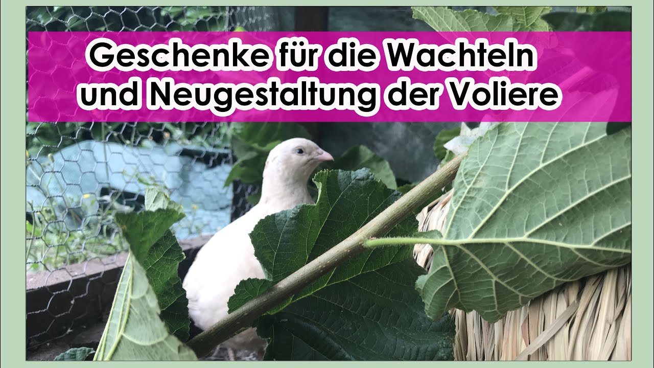Wachtel Paradies Geschenke f. die Wachteln Neugestaltung Voliere Gehege - Wachtelhaltung f. Anfänger