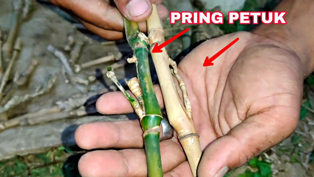 DAPAT BAMBU PETUK JALU RANTING NAIK TURUN SUNGGUH DI LUAR DUGAAN