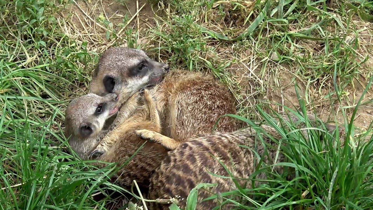 ❤ ОГРОМНЫЙ ЗООПАРК в КЁЛЬНЕ ❤ Part 1