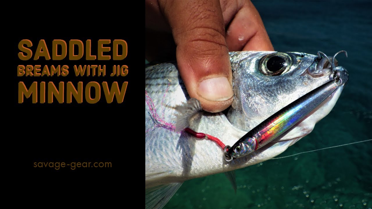 Micro Shore jigging: Saddled Breams with Jig Minnow