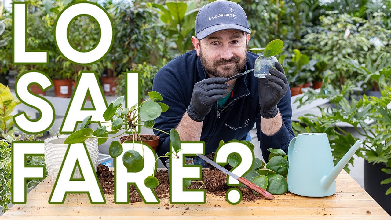 Come propagare facilmente la Pilea peperomioides (pianta delle monete cinesi)!