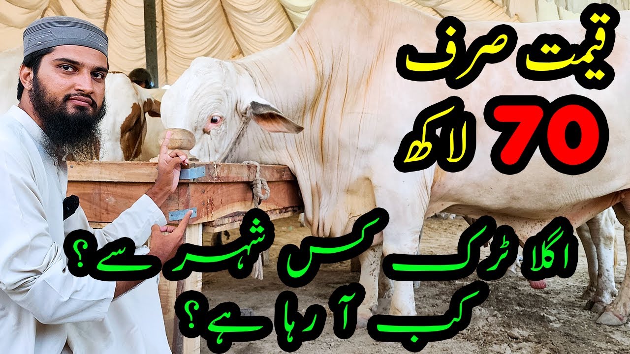 Latest UPDATES of Northern Bypass Cow Mandi 2023 | Cattle Market Karachi | Bakra Eid 2023