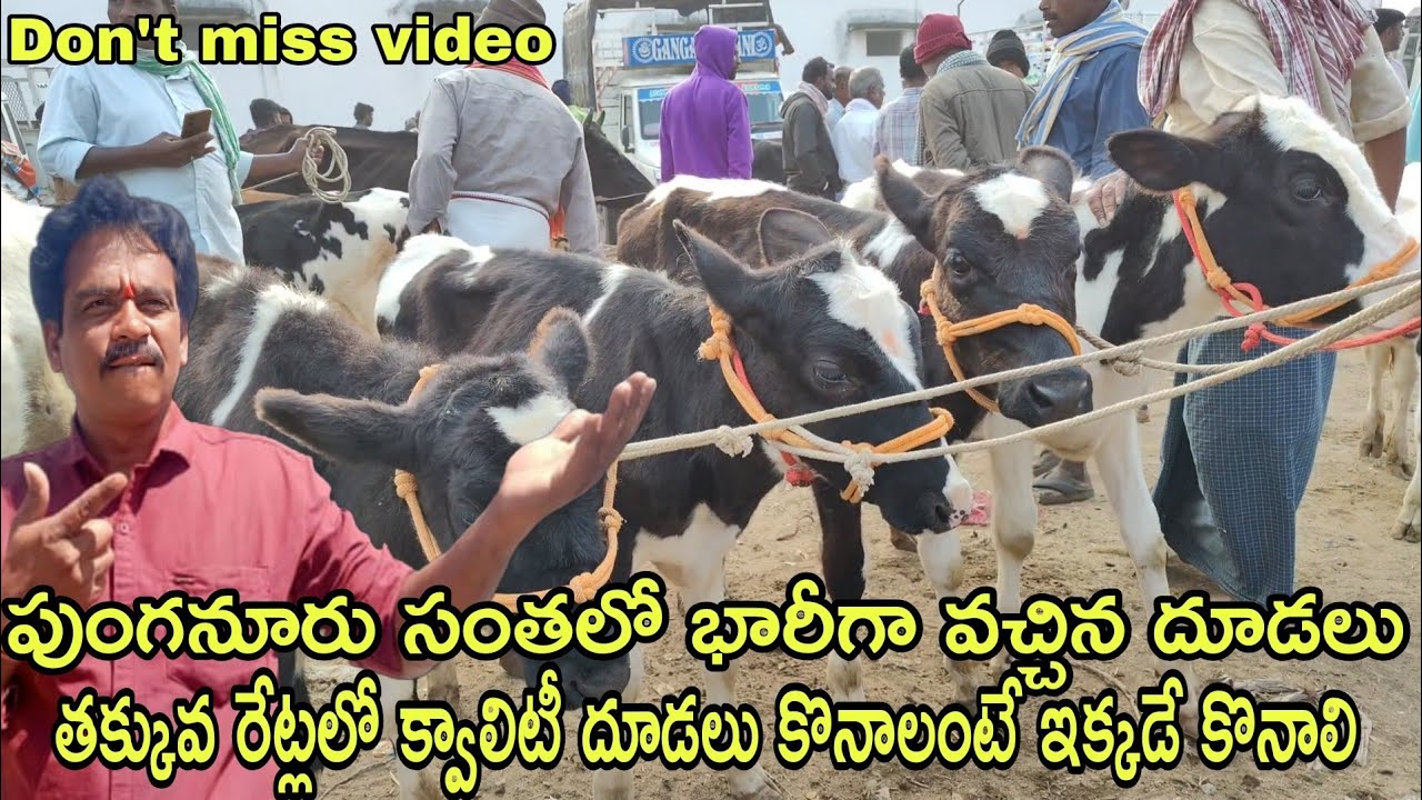 Punganur calf market every Wednesday మరీ ఇంత తక్కువ రేట్లకే క్వాలిటీ బ్రీడ్ దూడలు #rktelugutravaller