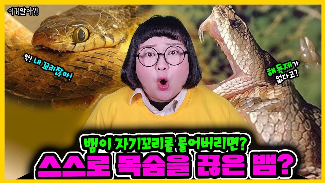[이거알아?!-뱀] 충격!!⚠️ 독을 가진 뱀🐍이 자기 자신을 물면 어떻게 될까?!ㄷㄷㄷ스스로 목숨을 끊은 뱀이 있다고!?