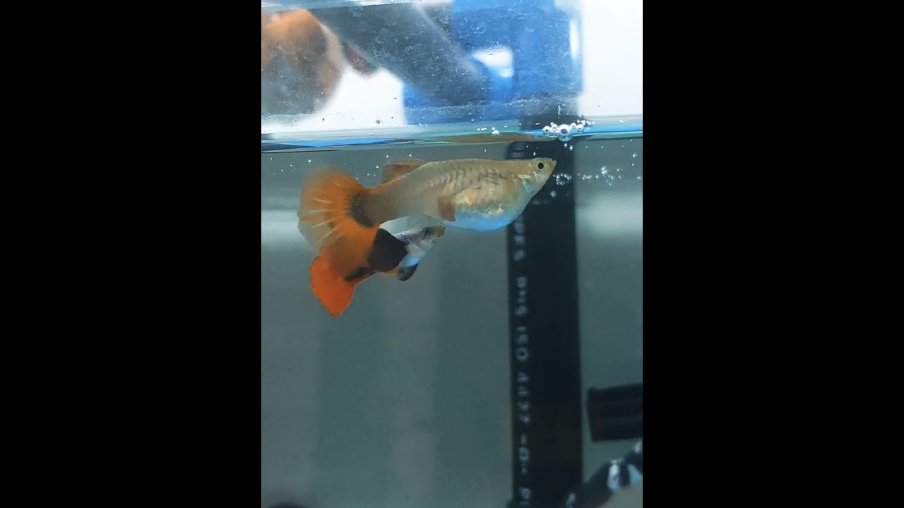slow motion guppy mating