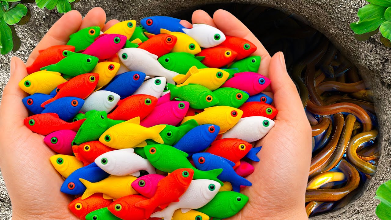 Catch Tropical Fish in Giant Colorful Eggs, Betta Fish, Discus fish, Phoenix Fish, Glassfish,Turtles