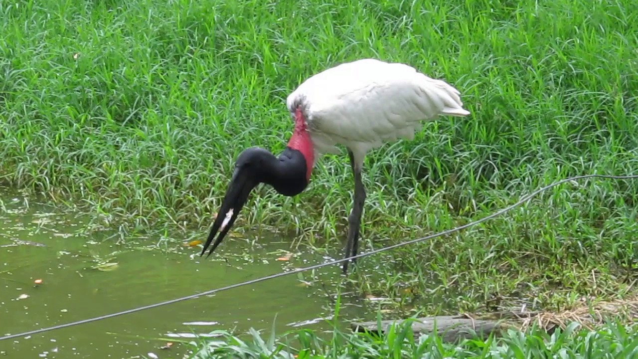 Garz&oacute;n soldado &ndash; Jabiru &ndash; Parque Zool&oacute;gico Santa Fe &ndash; Medellin &ndash; Antioquia &ndash; Colombia