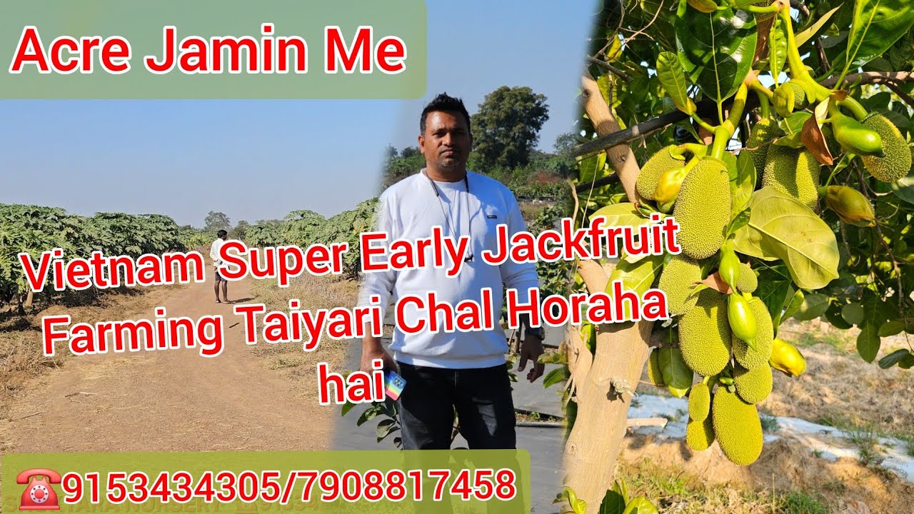 Vietnam Super Early Jackfruit Farming.