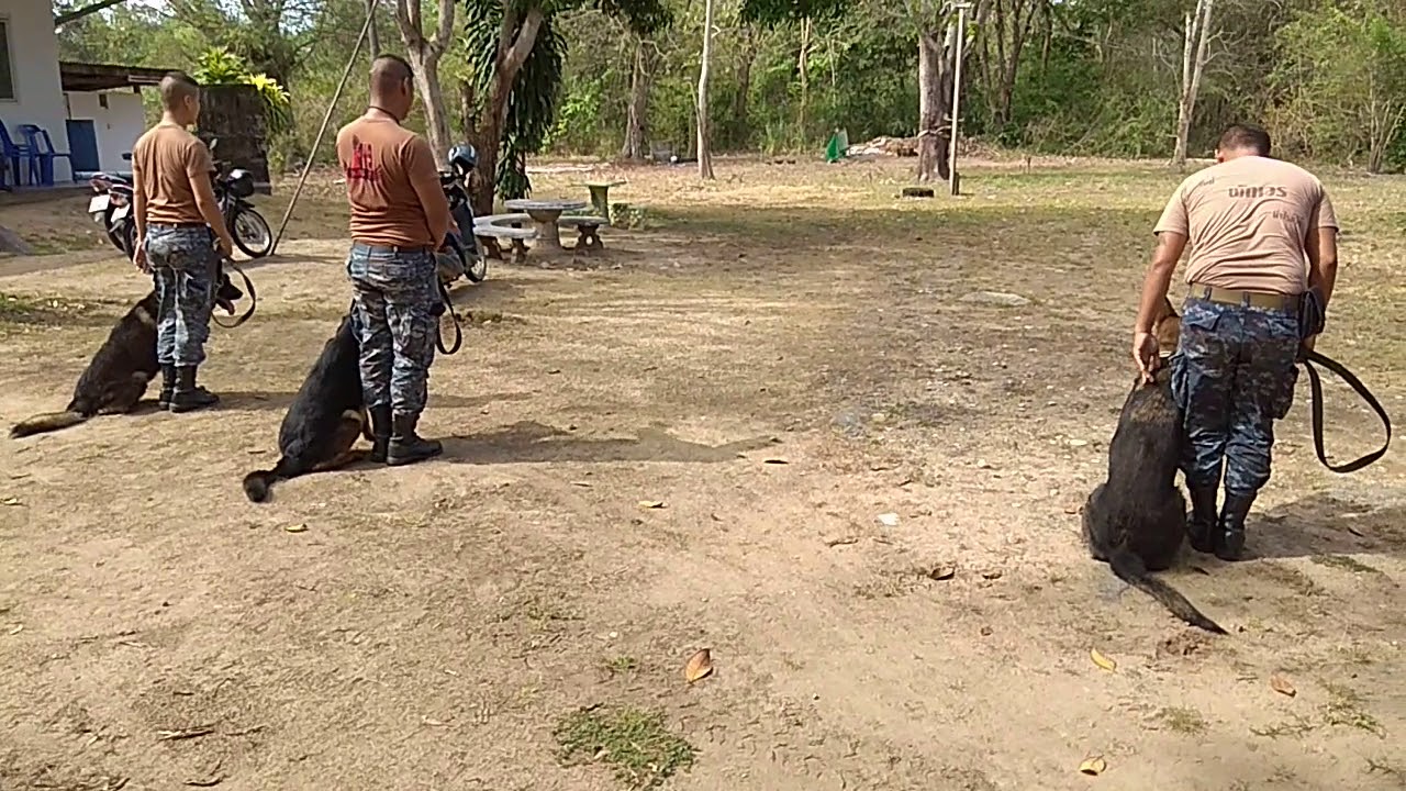 การฝึกสุนัขเชื่อฟังคำสั่งหมวดสุนัขทหาร บน.5