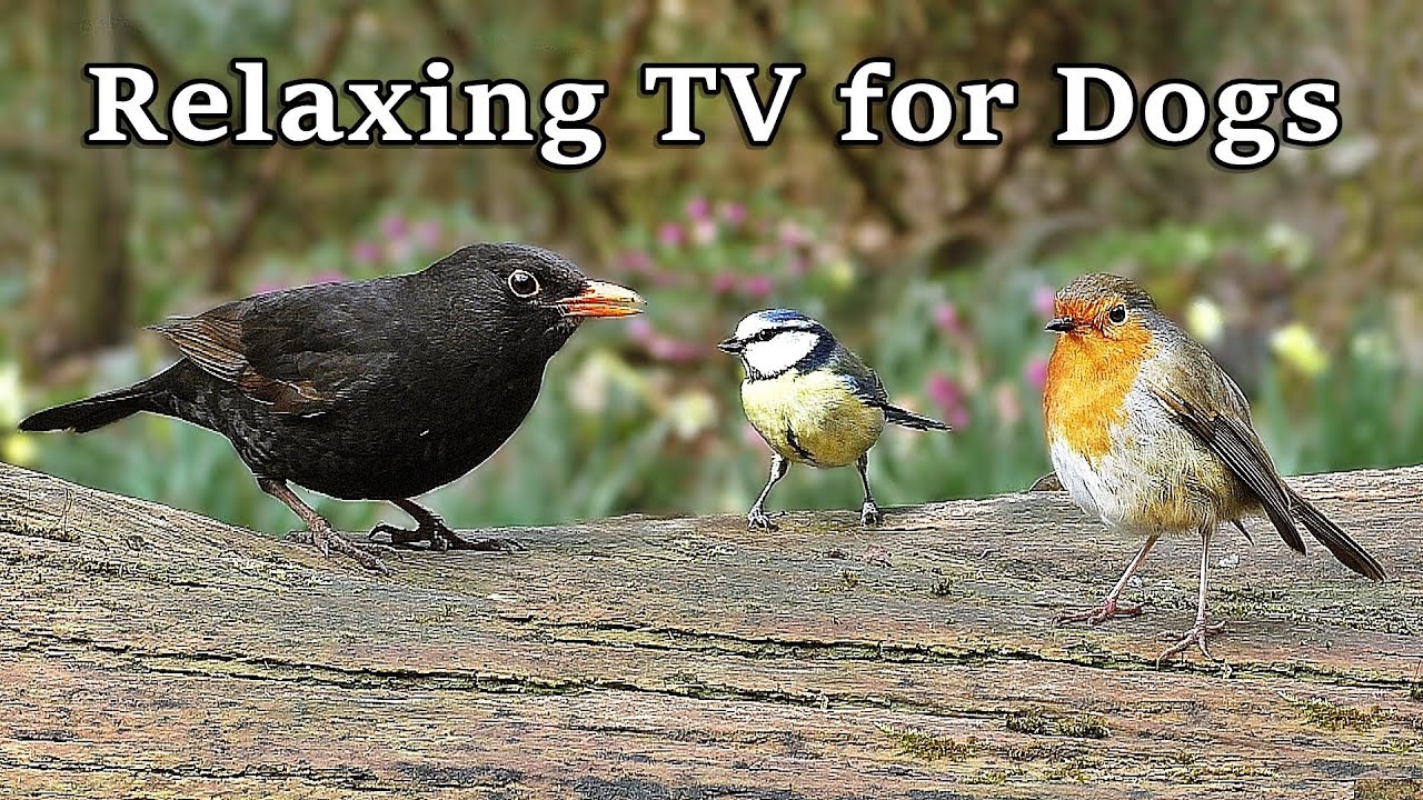 Dog Calming TV for Dogs : Relaxing Calm Your Dog TV with Birds in Springtime