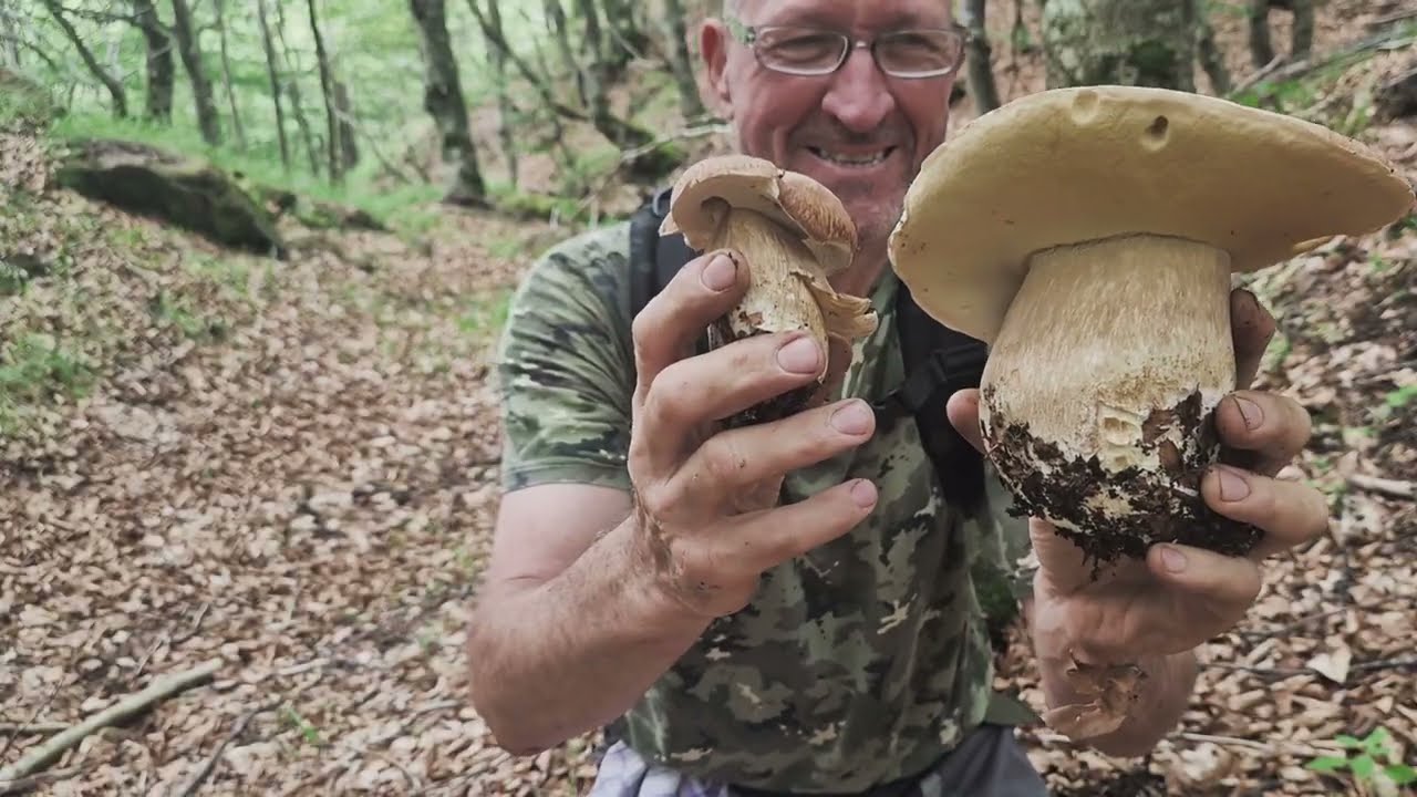 FUNGHI PORCINI 2025 PONENTE E LEVANTE PORCINO ABBONDANTE 