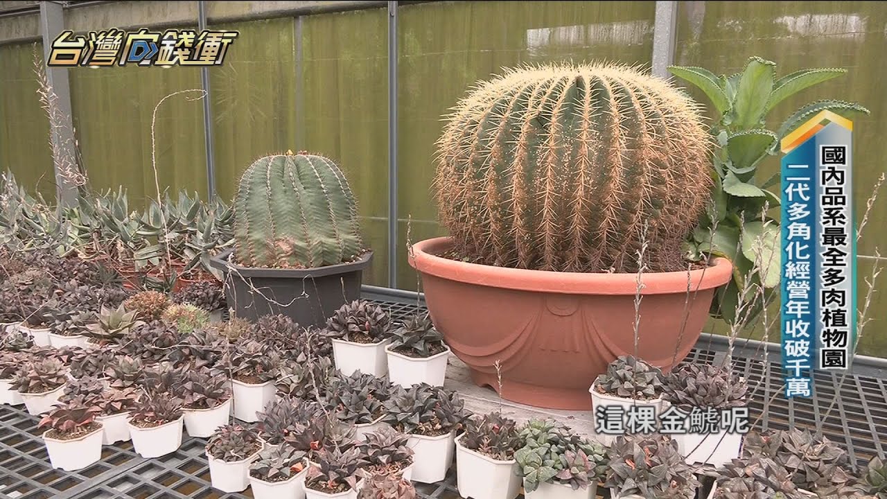 國內品系最全多肉植物園 二代多角化經營年收破千萬　20220716【台灣向錢衝】PART5
