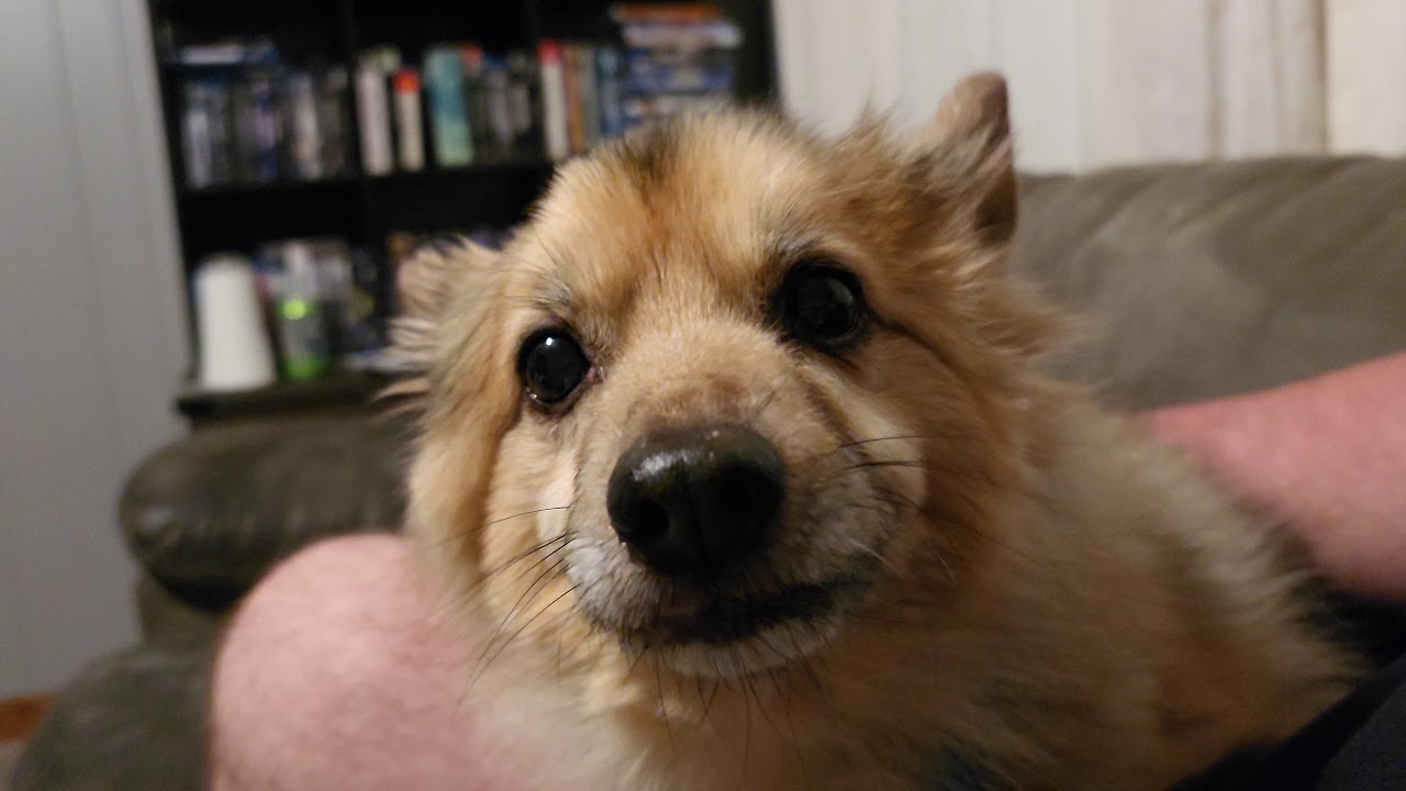 BEAUTIFUL GERMAN SHEPARD/POMERANIAN MIX! 10/16/2020