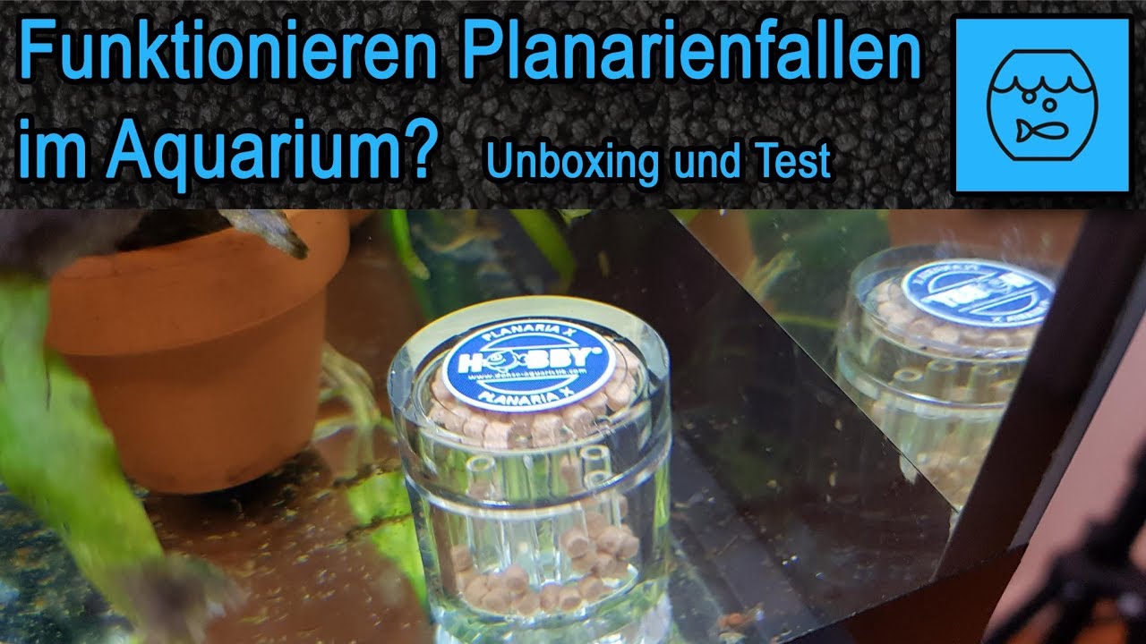Funktionieren Planarienfallen im Aquarium? Unboxing und Test der Hobby Planaria X Falle