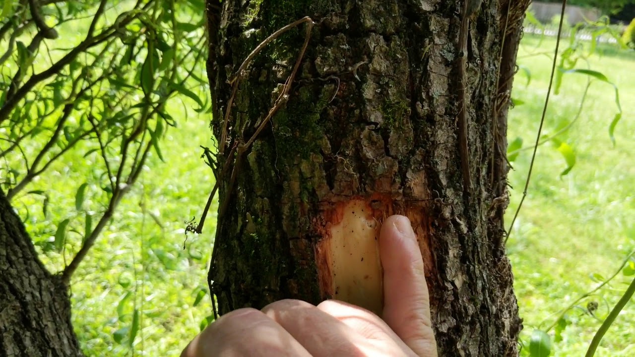 The corkscrew Willow - SHTF pain reliever or anytime pain reliever!