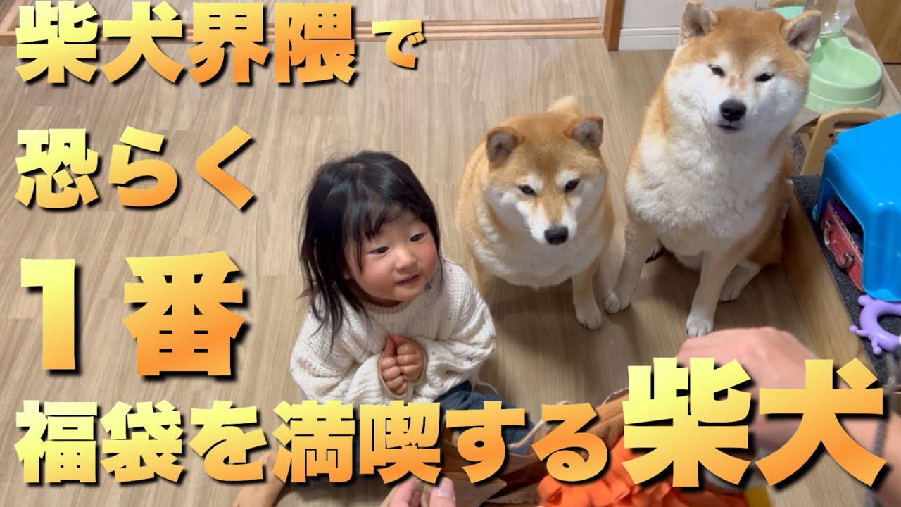 犬用福袋の開封。人間以上にワクワクしながら開封の儀に参加する柴犬