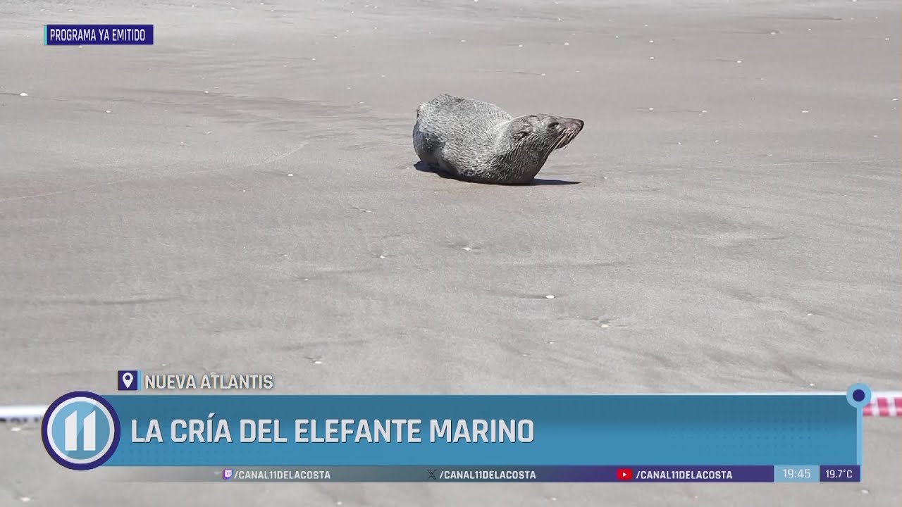 La cría del elefante marino