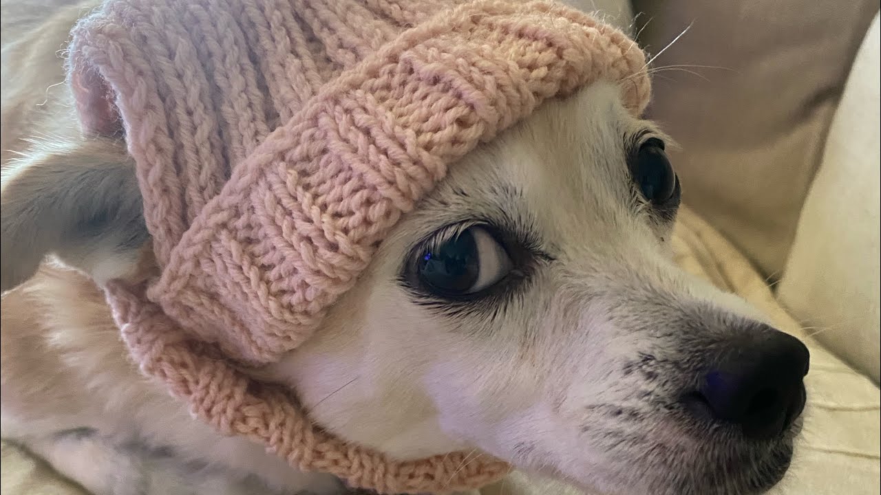 Kedi ve köpeklerimize kolay bere modeli 🥰