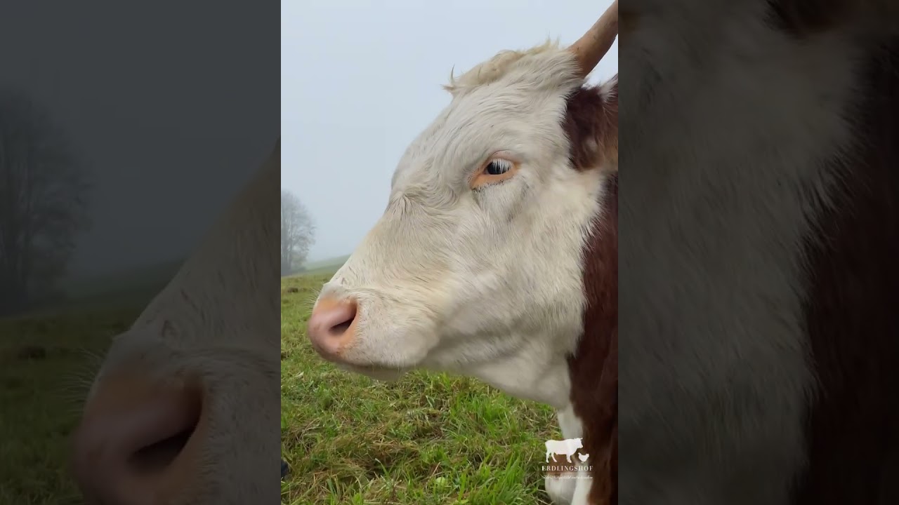 🐄❤️ Freundschaft kennt keine Grenzen! ❤️🐴