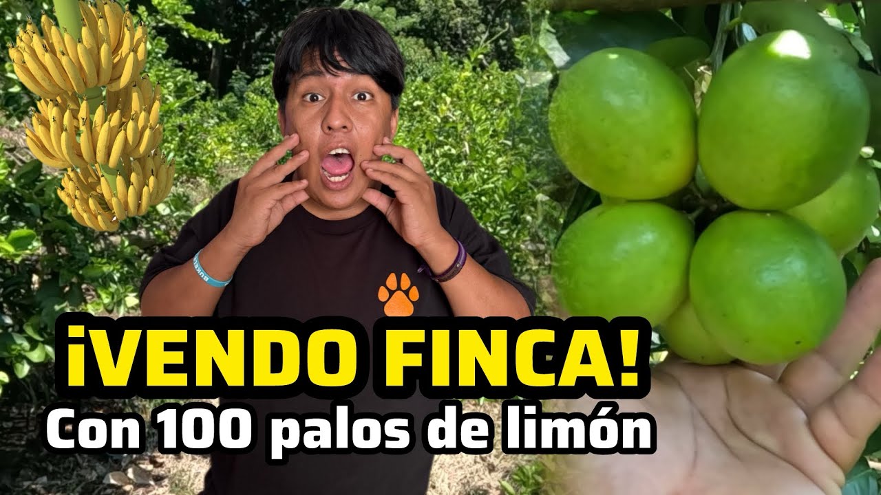 ¡CACHADAAAA! Vendo Finca de 4 Manzanas de terreno cultivadas con 100 palos de limon, zapote y banano