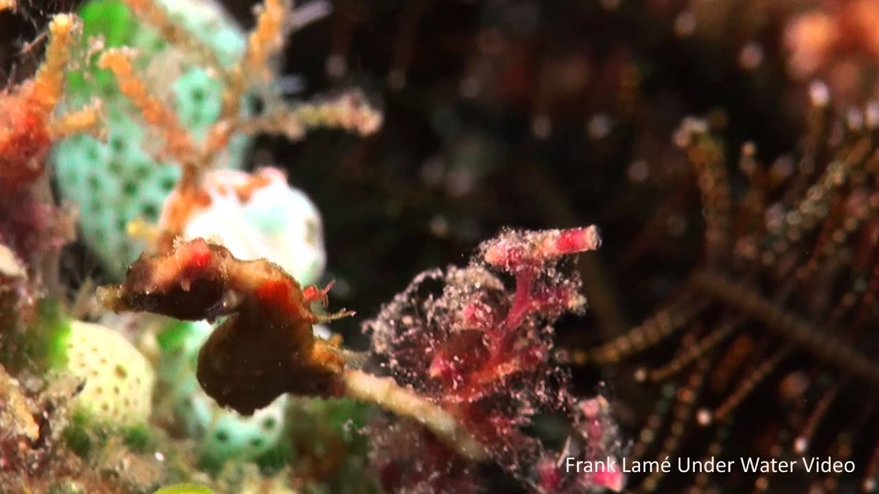 Hippocampus severnsi