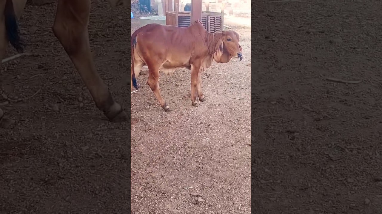 Kamal dairy farm jodhpur rajasthan. #cow#viral #trending #farming #shortvideo