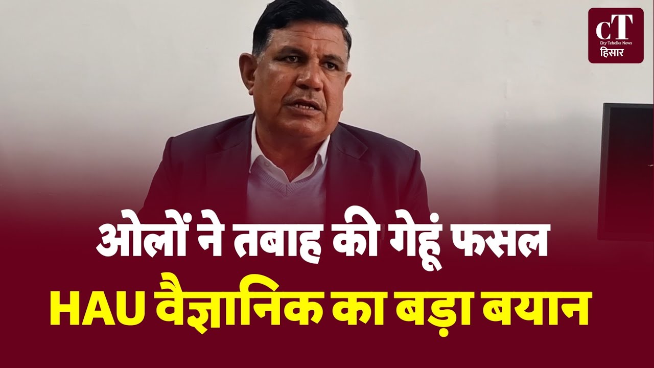 हरियाणा में ओलावृष्टि से गेहूं को कितना नुकसान? HAU के वैज्ञानिक OP बिश्नोई ने बताई पूरी सच्चाई