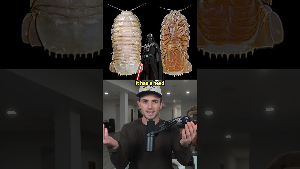 New Animals Recently Discovered