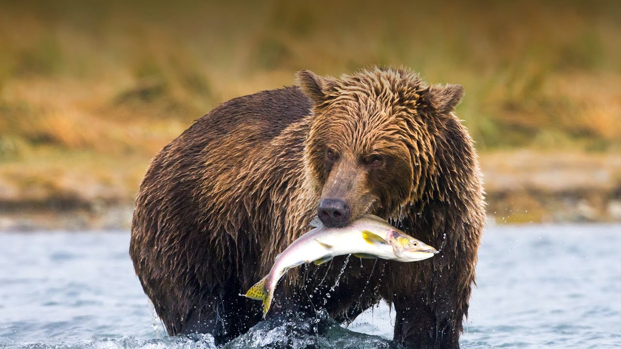Animal Ecology (Fauna) Part 1: Food Acquisition and Body Temperature