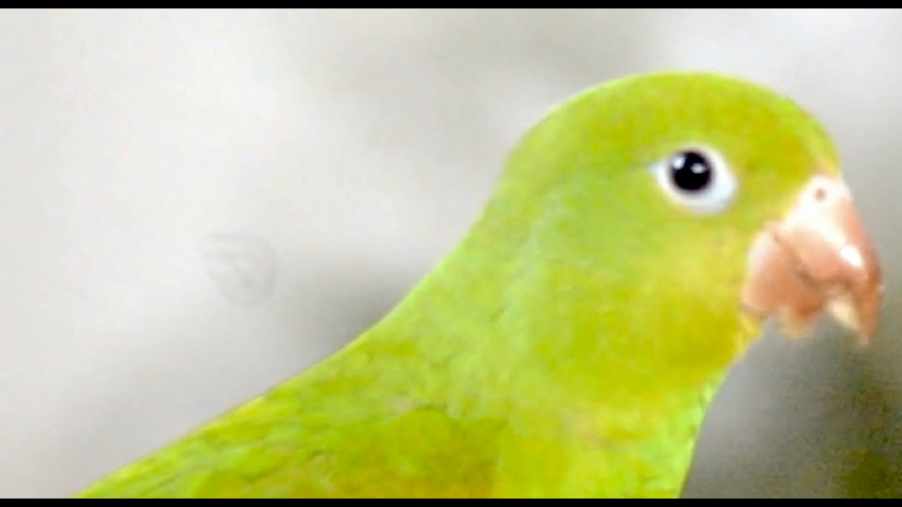 Canto da Cambacica e o periquito no comedouro. Cambacica's song and the parakeet at the feeder.