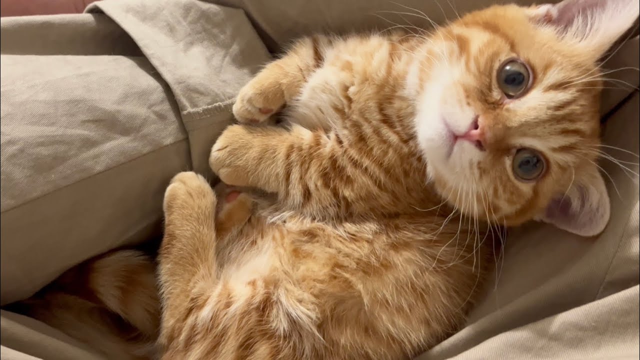 出産直前のママを子猫と見守る時間。