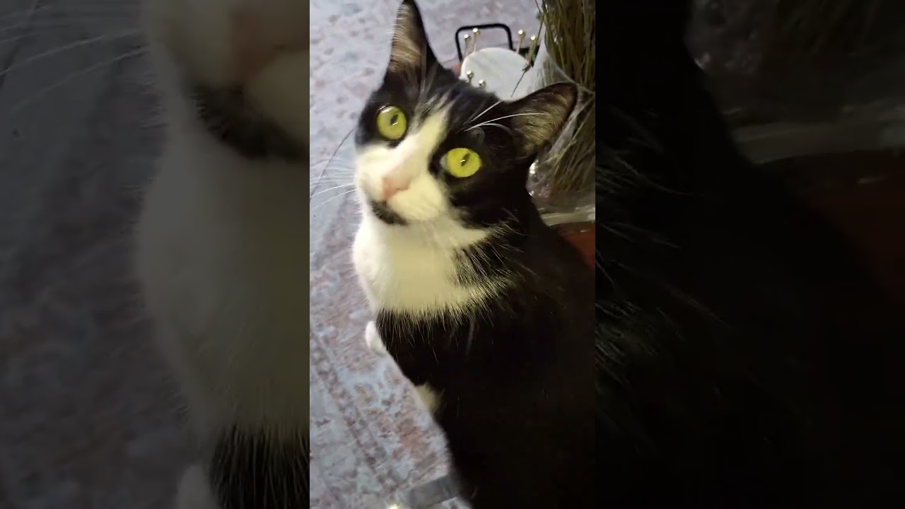 Yo ya decidi #cat #funnyanimals #yosoydelos7mil #michi #funnypets #petvideos #pets