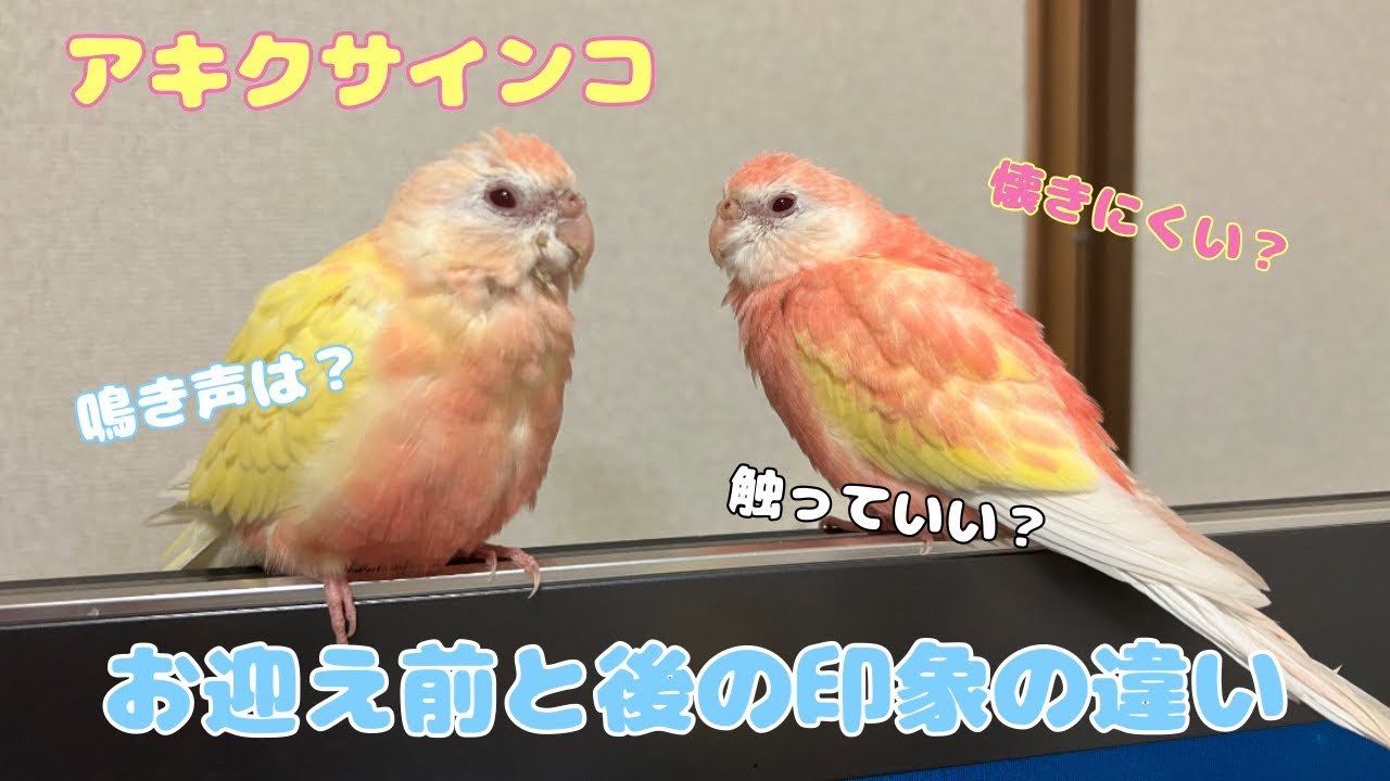 【アキクサインコ】お迎え前とお迎え後の印象の違い