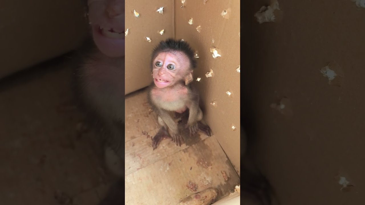Repost : Unboxing Baby Monkey @ 21/12/2024  #monkey #babymonkey #cute #animals #funny