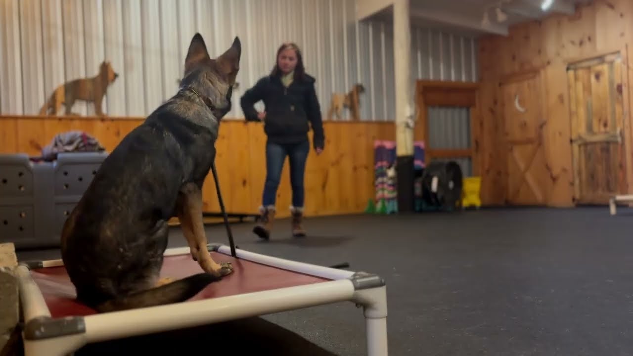 Roman the 4 Month Old German Shepherd - 2 Week Board and Train