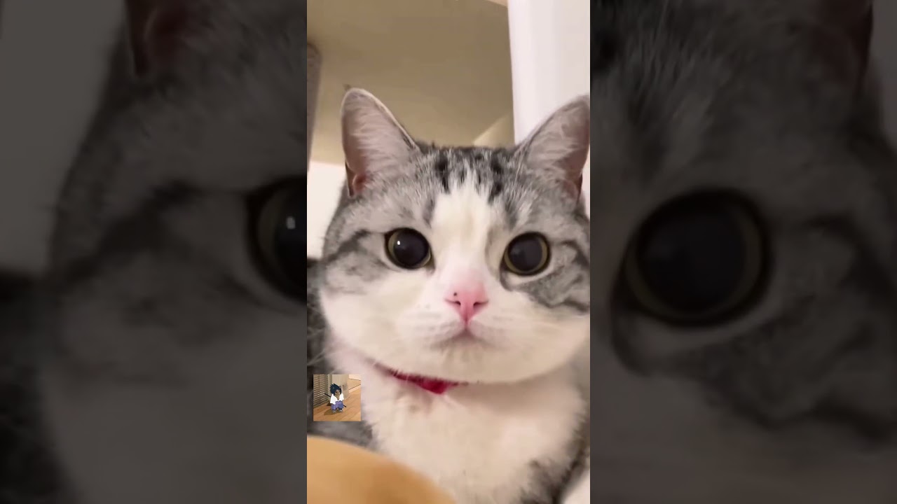 soft cat #cay #memes
