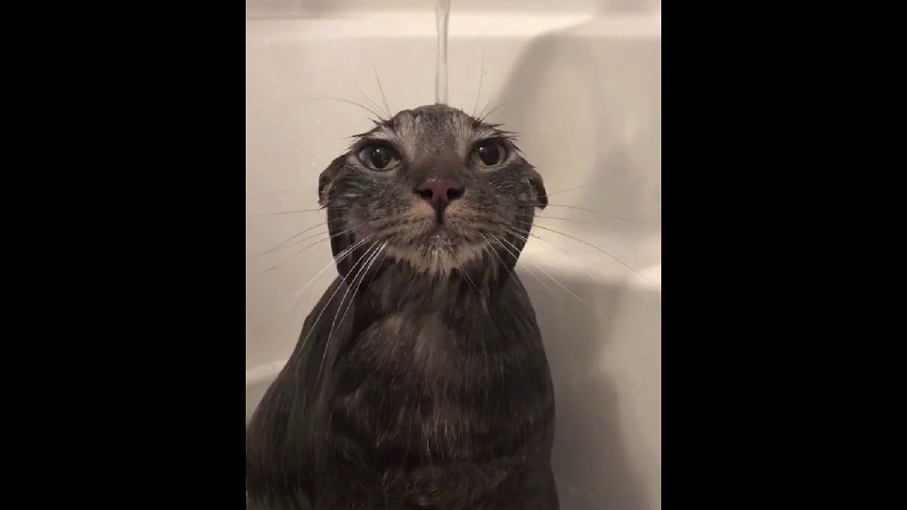 weathergirl but its sung by a cat