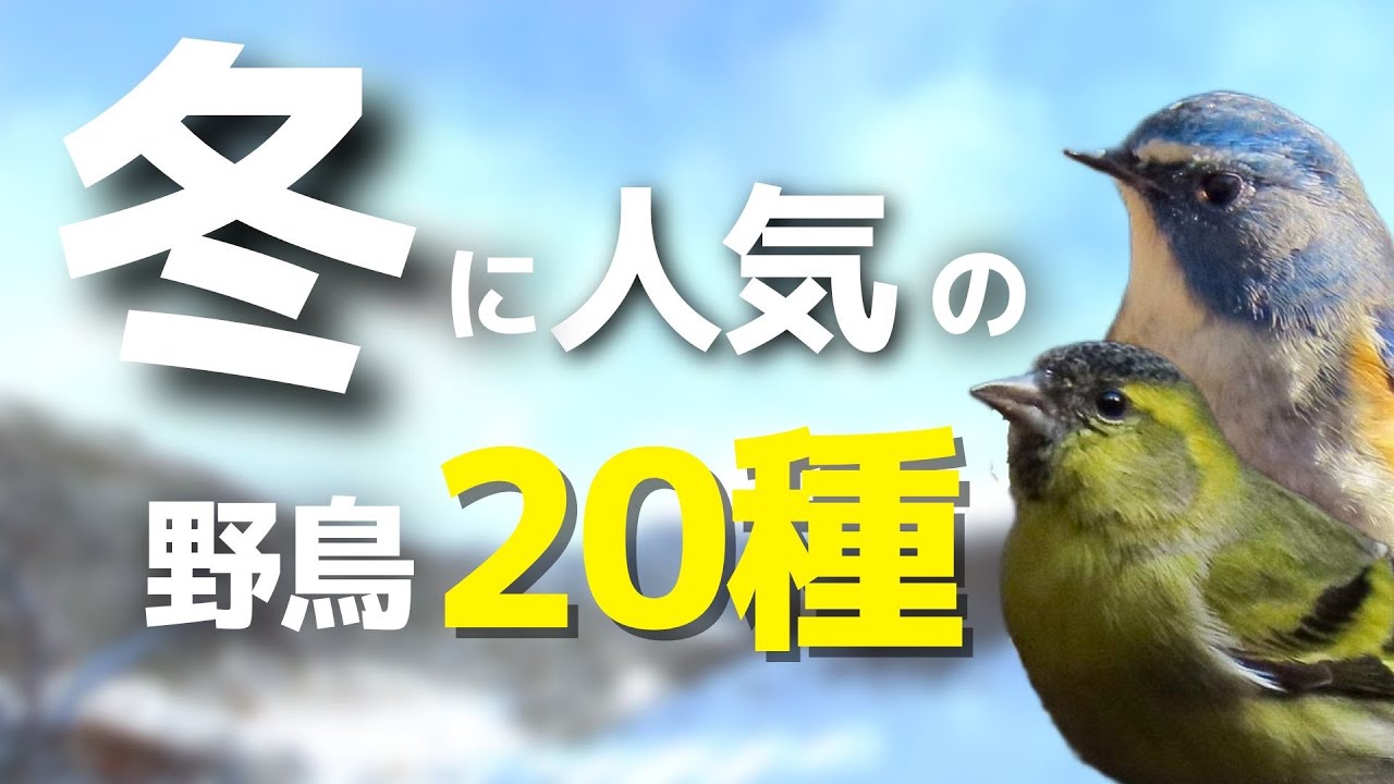 《必見！》冬を代表する人気の野鳥20種【動画で野鳥図鑑】