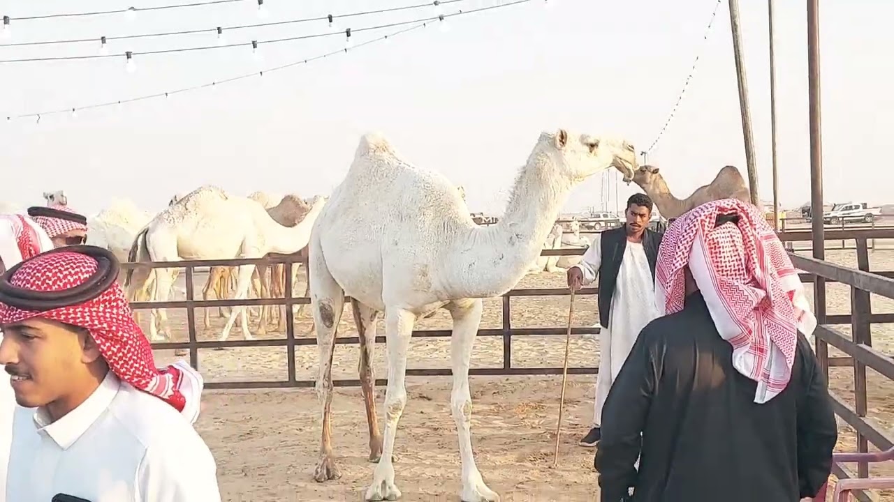 شباب يقودون أسرع مزاد للابل في العقيلات في بريده 