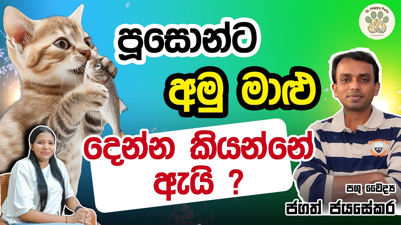 පූසොන්ට අමු මාළු දෙන්න කියන්නේ ඇයි ? | Dr. Jagath Jayasekara | Happy Pets SL