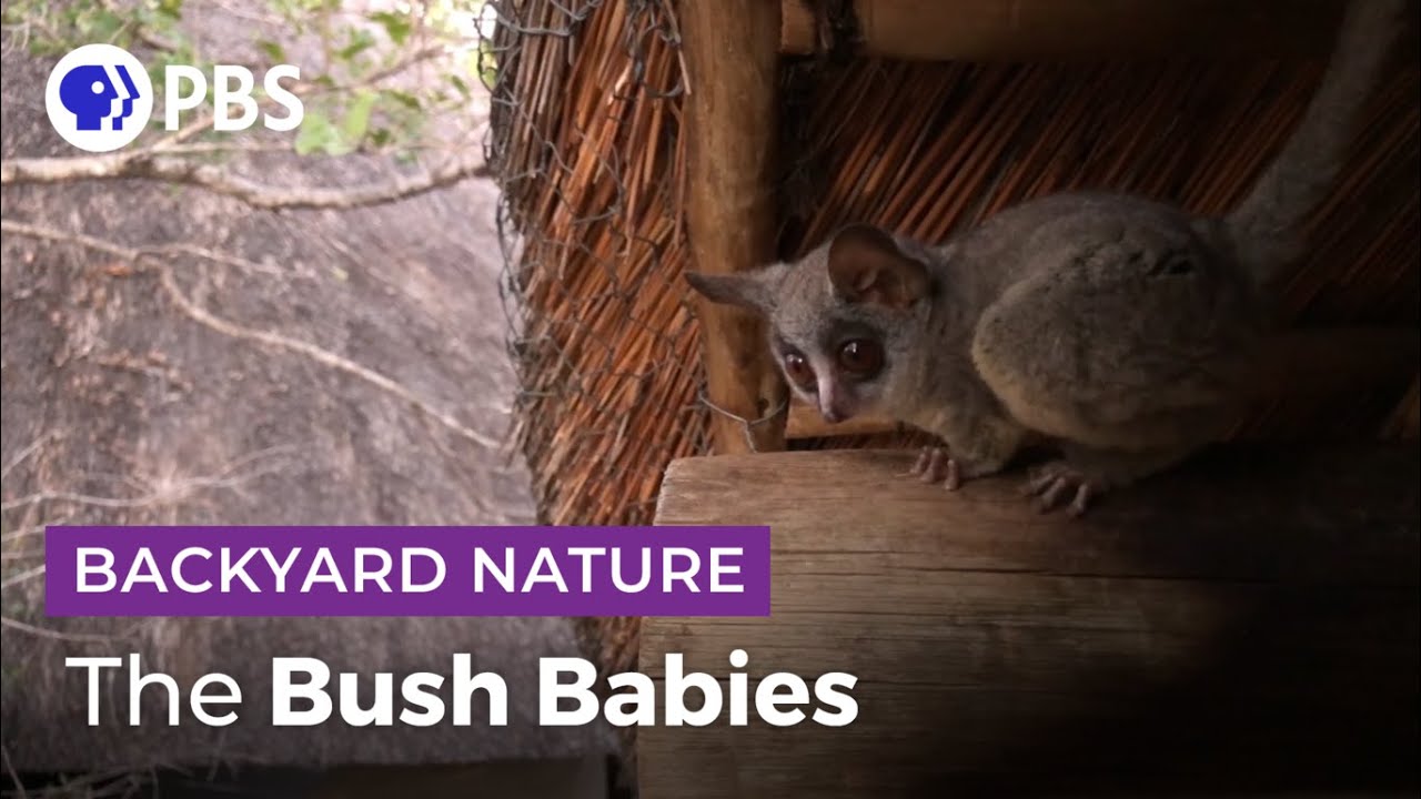 Арендаторы Bush Baby | Природа на заднем дворе